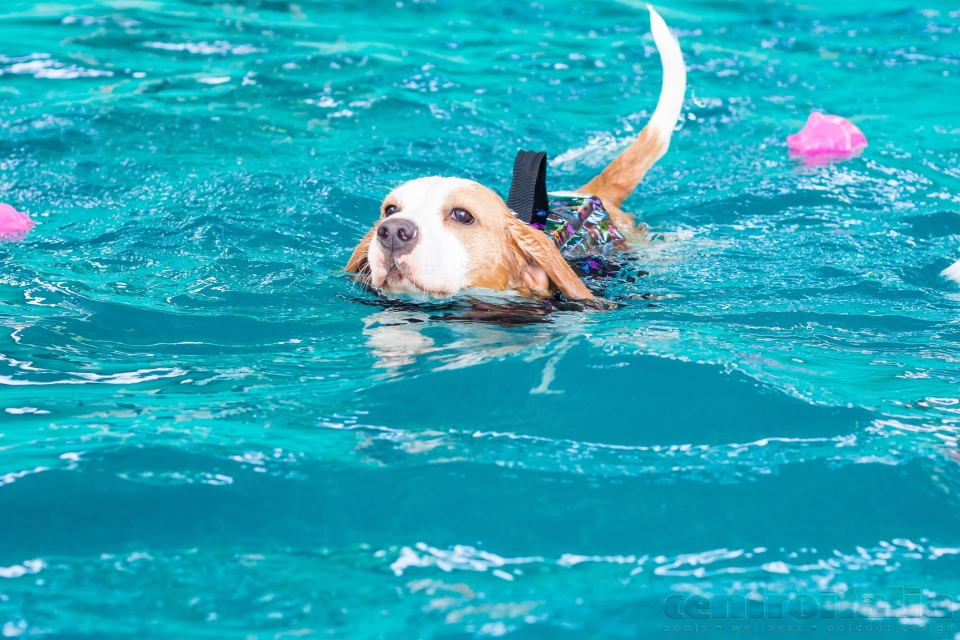 un cane in una piscina realizzata appositamente 