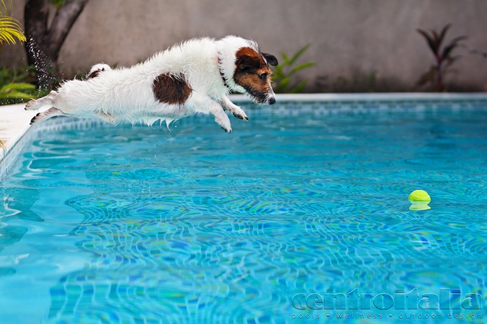 cane che si tuffa in una piscina