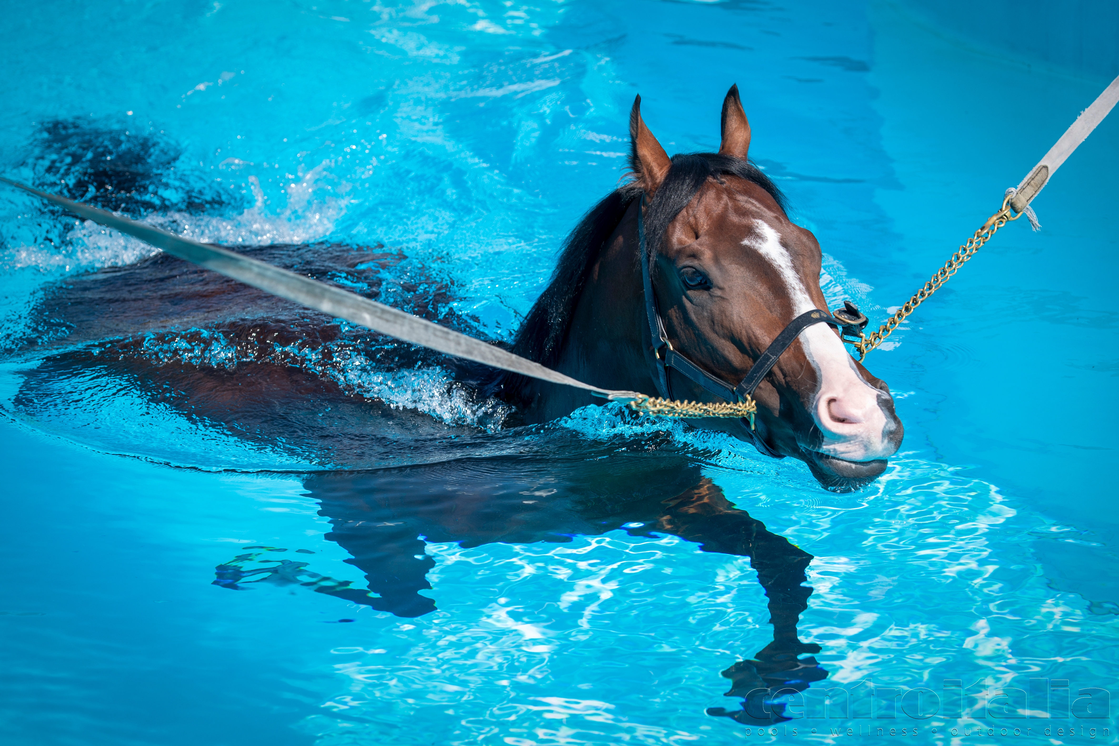 cavallo nuota in una piscina per cavalli